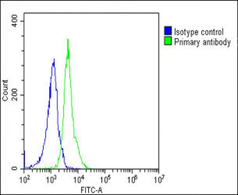 RPS2 / Ribosomal Protein S2 Antibody (N-Terminus)