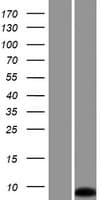 Human LOC100130933 Protein (Over-Expression Lysate Myc-DDK (Flag))