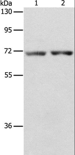 STK39 / SPAK Antibody