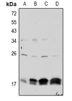 CLDN4 / Claudin 4 Antibody