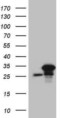 SRSF9 / SFRS9 Antibody (clone OTI5A12, Carrier-free)
