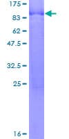 Human CACNB4 Protein (Recombinant GST)