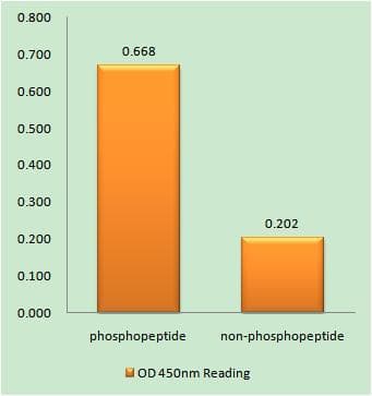 TP53 / p53 Antibody (phospho-Ser376)
