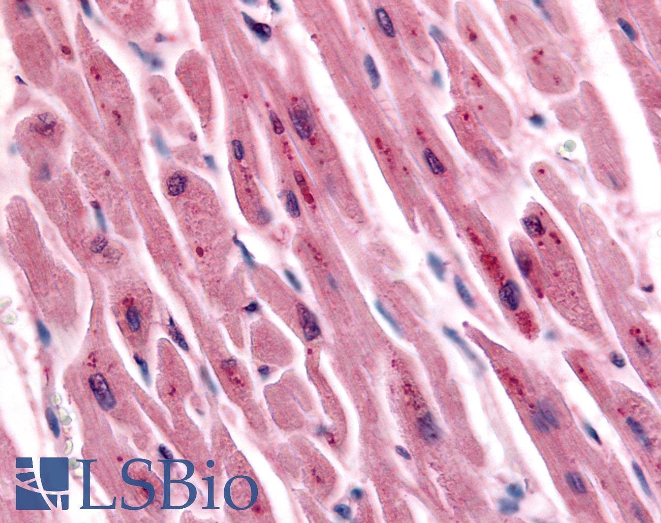 IHC-plus™ TNIK Antibody (Internal)
