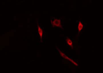 CRABP2 Antibody
