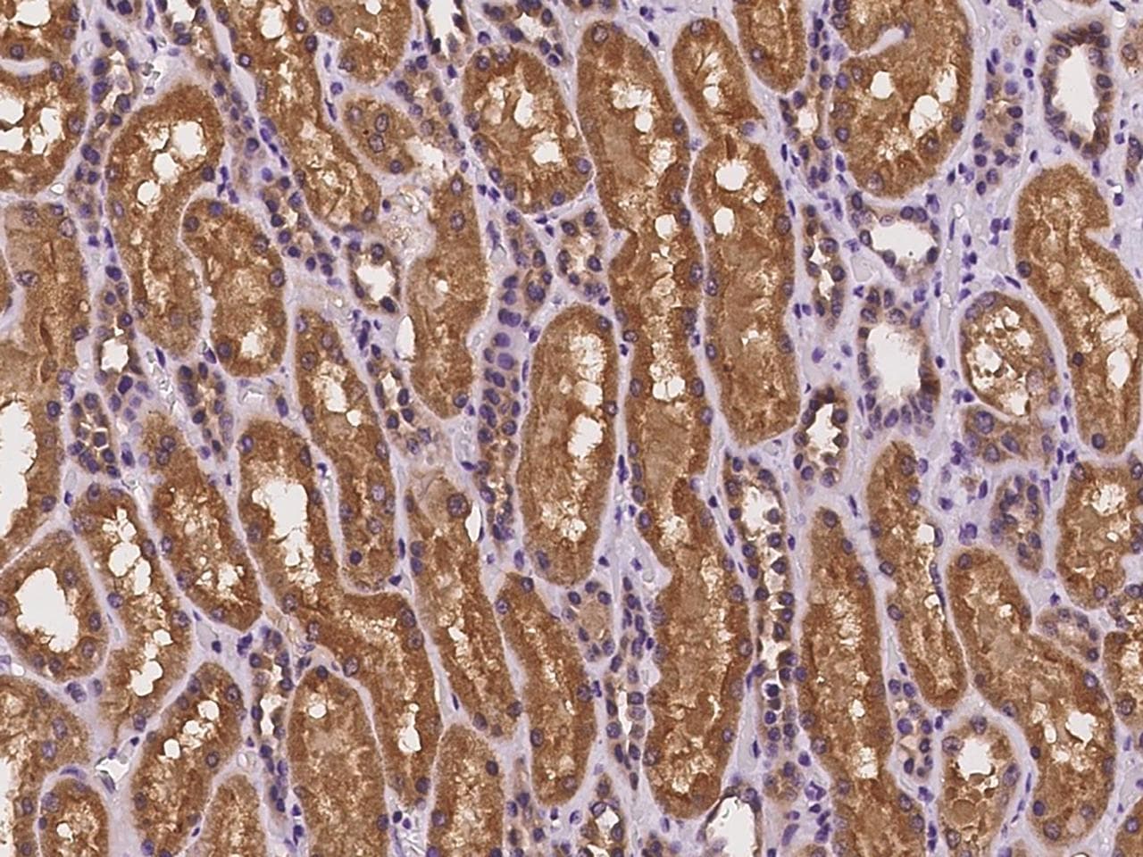 SFT2D2 Antibody