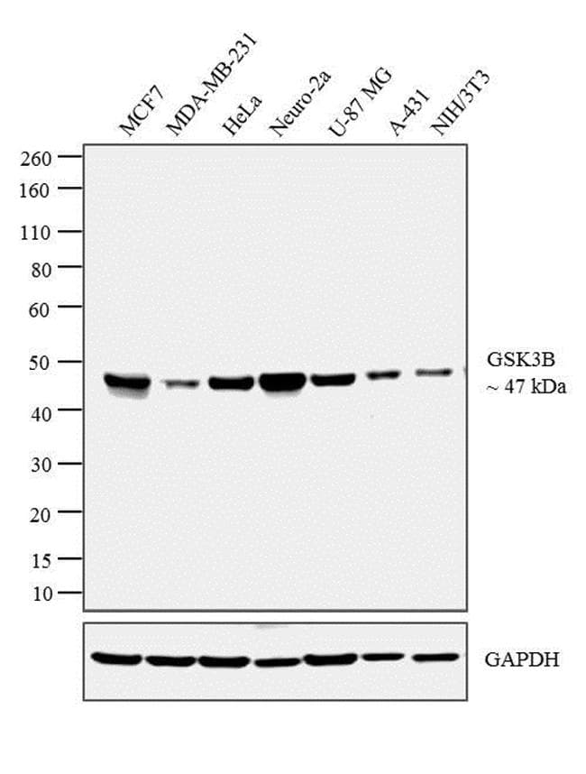 GSK3B / GSK3 Beta Antibody (clone 3D10)