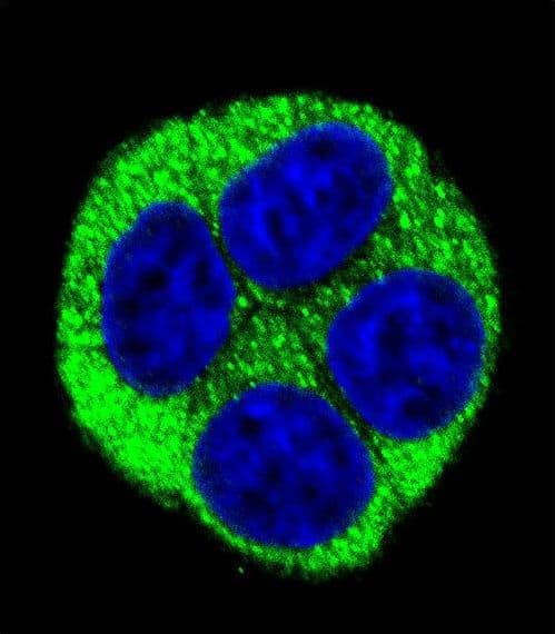 Polyclonal Rabbit anti-Human NQO1 Antibody (aa118-144, IF, WB)