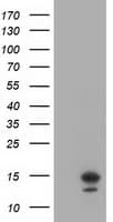 LSM1 Antibody (aa1-133, clone OTI9D7, Carrier-free)