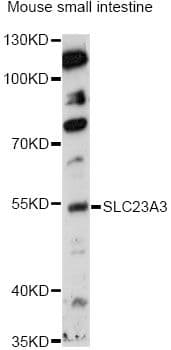 SLC23A3 Antibody
