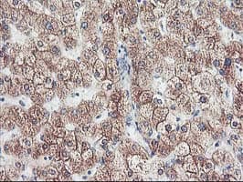 CYP2J2 Antibody (clone OTI5C5)