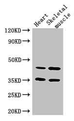 ACTL9 Antibody