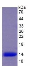 Rabbit IL15 Protein (Recombinant His)