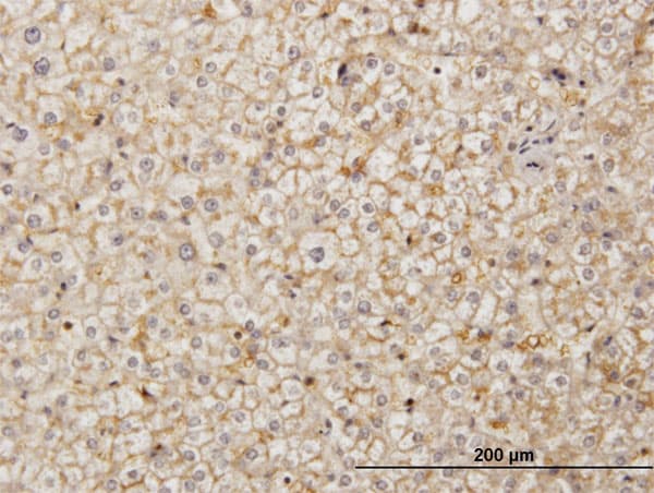 SDF2 Antibody (clone 3G7-1D6)