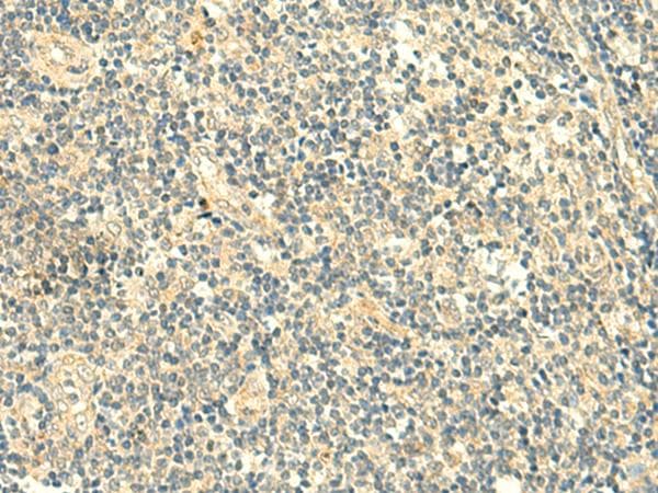 TMEM9 Antibody