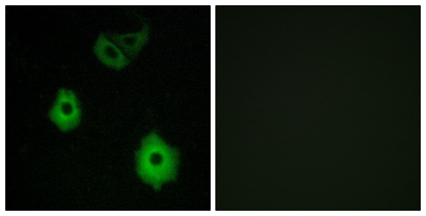 OR5H1 Antibody (aa215-264)