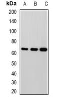 MPP2 Antibody