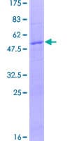 Human ARNT2 Protein (Recombinant GST)