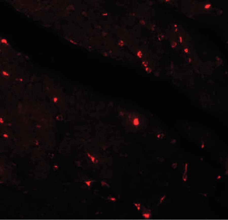 IHC-plus™ KL / Klotho Antibody
