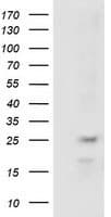 RABL2A Antibody (clone OTI5A10, Carrier-free)