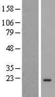 COMMD3 / BUP Protein (Over-Expression Lysate Myc-DDK (Flag))