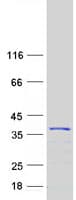 Human KCNIP4 / KCHIP4 Protein (Recombinant Myc-DDK (Flag))