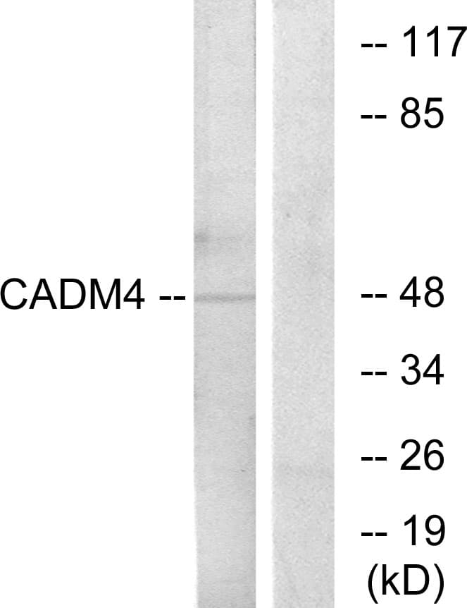 PathPlus™ Polyclonal Rabbit anti-Human IGSF4C / CADM4 Antibody (aa339-388, IHC, IF, WB)