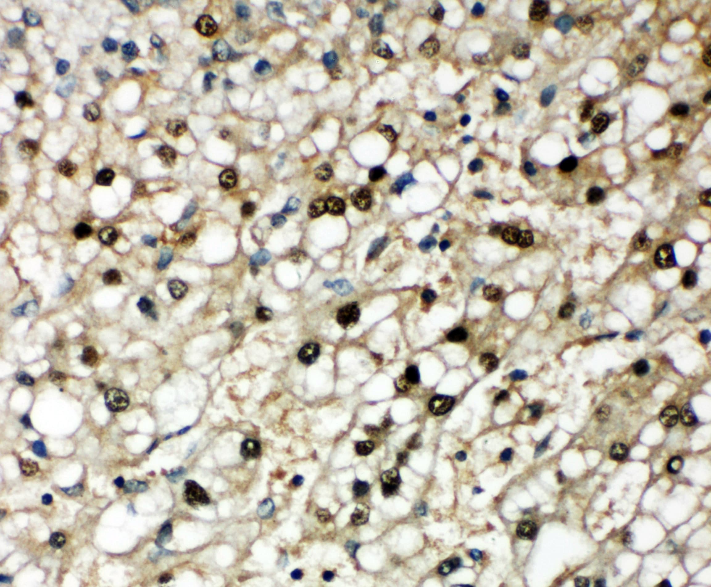 Selenium Binding Protein 1 Antibody (aa226-240)