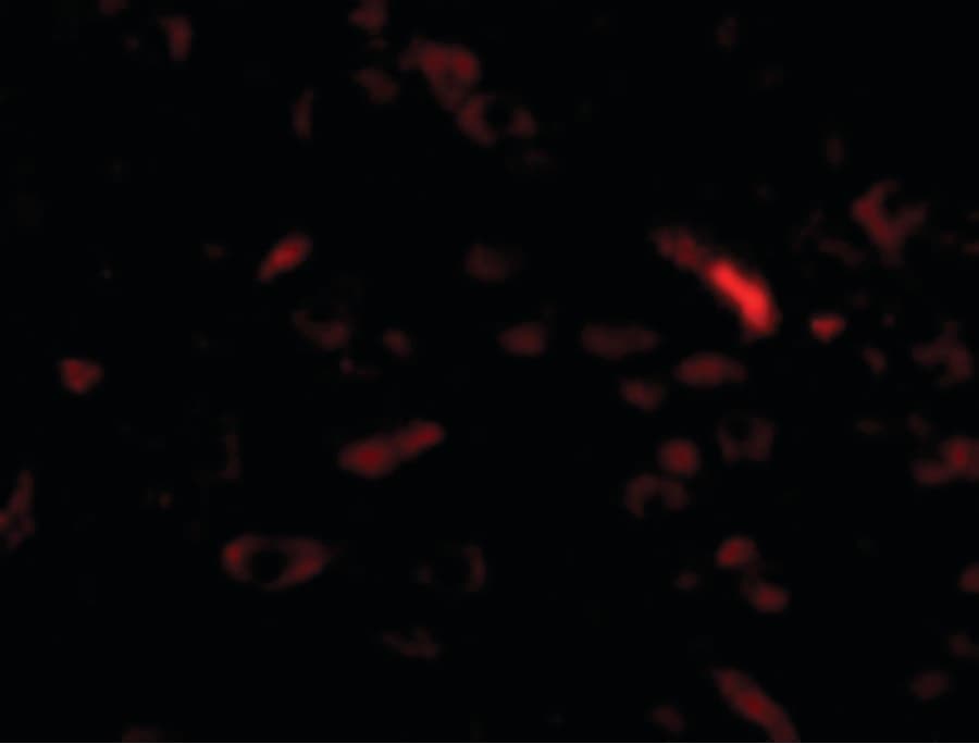 IHC-plus™ GALNT10 Antibody