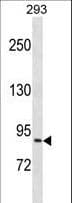NCBP1 / CBP80 Antibody (aa647-675)