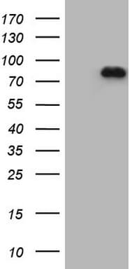 APPL1 / APPL Antibody (clone OTI7C3)