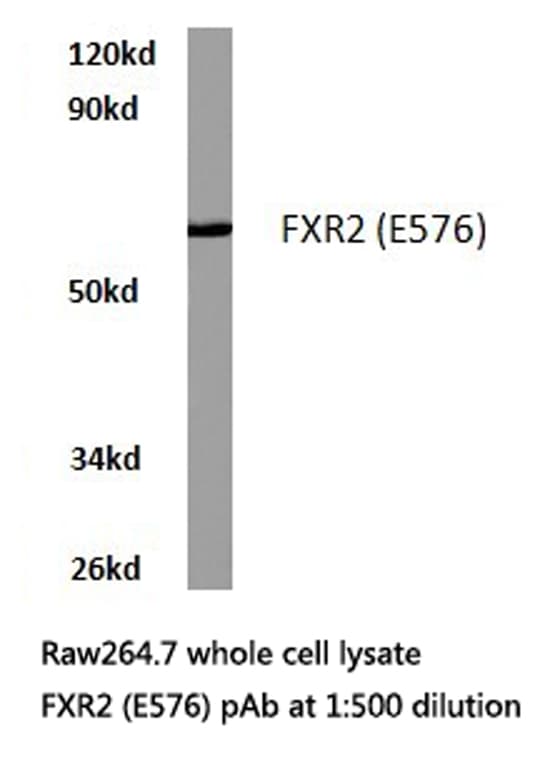 FXR2 Antibody (Glu576)