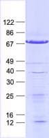 Human GTF2A1L / ALF Protein (Recombinant His, N-Terminal)