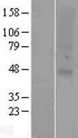 OR2C1 Protein (Over-Expression Lysate Myc-DDK (Flag))