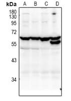 KLF12 Antibody