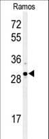 IHC-plus™ XBP1 Antibody (aa62-91)