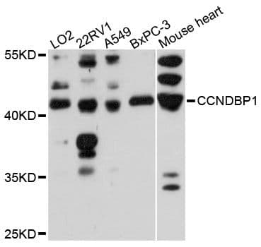 CCNDBP1 / GCIP Antibody