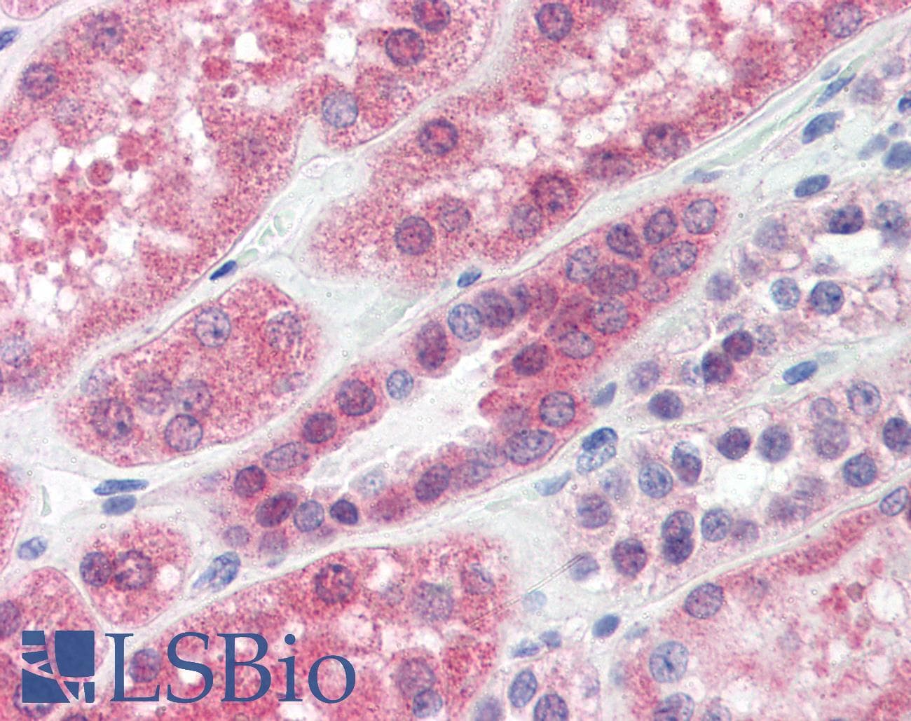 IHC-plus™ PP2Ac / PPP2CA Antibody (clone P6C7)