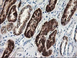 AK4 / Adenylate Kinase 4 Antibody (clone OTI2D1, Carrier-free)