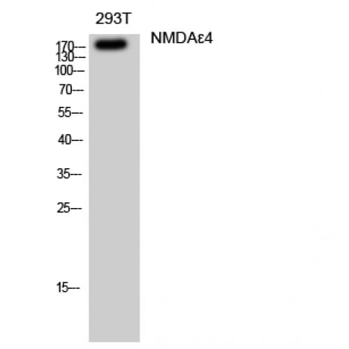 GRIN2D / NMDAR2D / NR2D Antibody (640-720 aa, Internal)