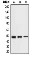 NEUROD2 Antibody (Internal)
