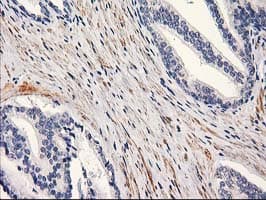 PON1 / ESA Antibody (clone OTI2D4)