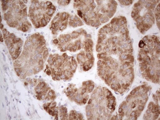 VIP Antibody (clone OTI1G1, Carrier-free)