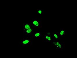 ELK3 / NET Antibody (clone OTI1H3)