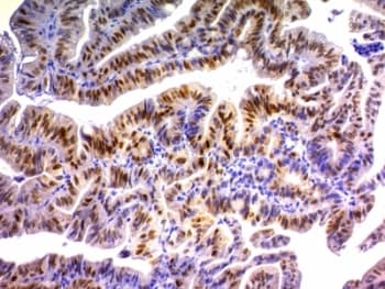 CDKN1A / WAF1 / p21 Antibody (clone DCS-60.2, Azide-free, BSA-free)