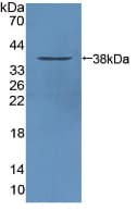 STAM1 / STAM Antibody (aa199-464)
