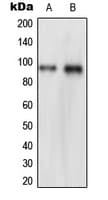 NVL Antibody (Internal)