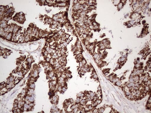 STOML2 Antibody (clone OTI1G6)