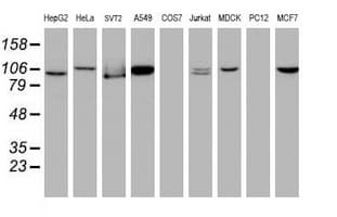 Cullin 4B / CUL4B Antibody (clone OTI1C4)