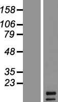 FGF5 Protein (Over-Expression Lysate Myc-DDK (Flag))